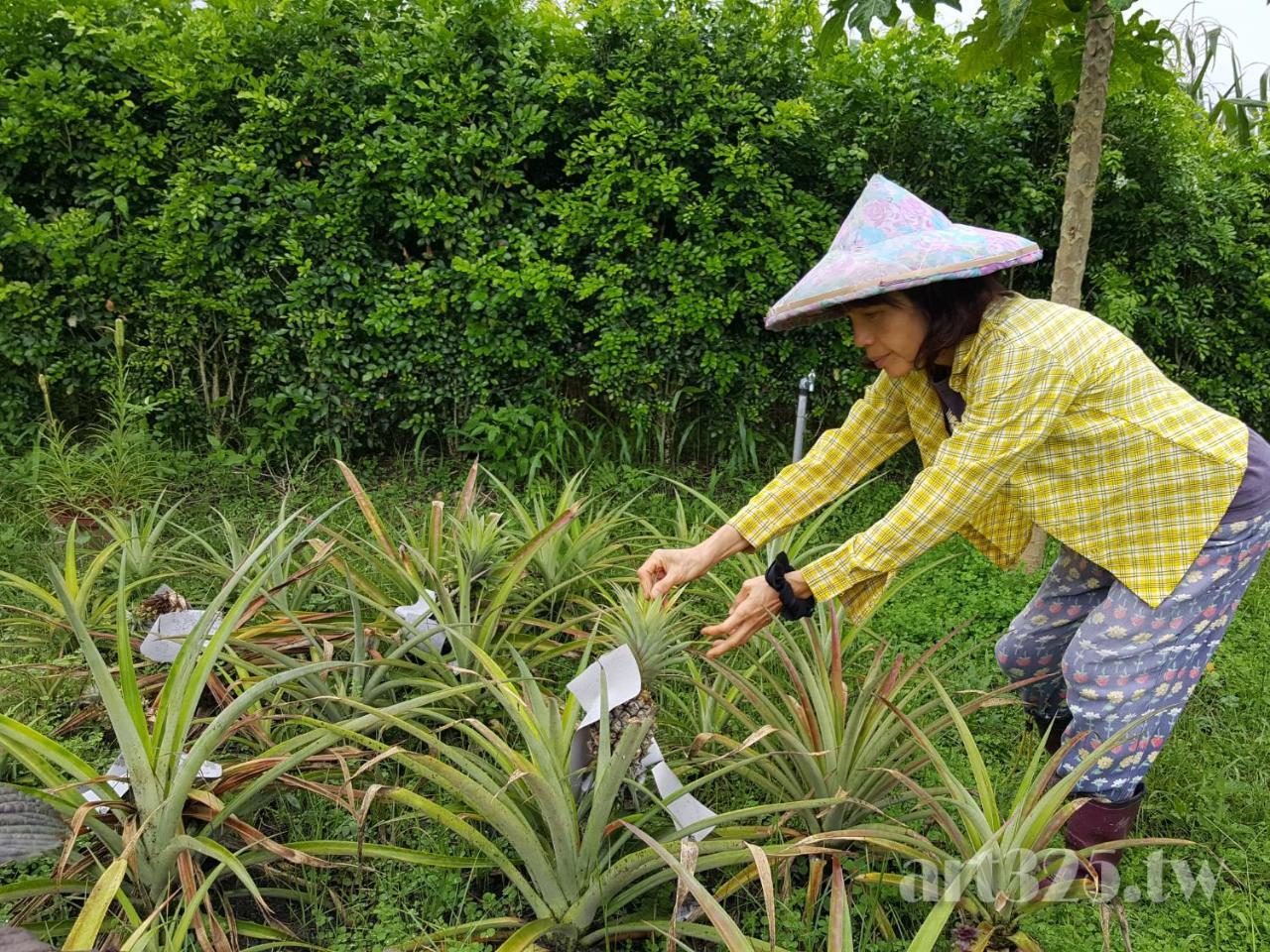 Yi Tian Homestay Fenglin Exterior foto